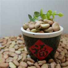 High quality broad beans / faba beans / fava beans for canning food